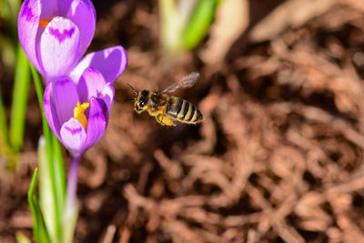 Close-up of butterfly pollinating on purple flower