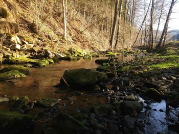 River in forest