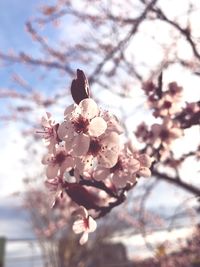 Low angle view of cherry blossoms against sky