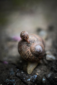 Close-up of snails on field