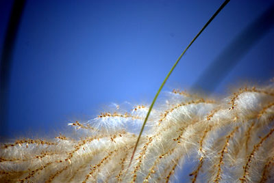 Close-up of plants against clear blue sky