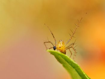 Close-up of lynx spider on plant