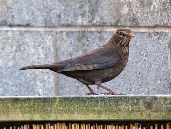 Close-up of bird perching on wall