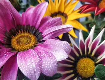 High angle view of wet flowers growing outdoors