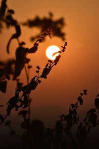 Silhouette plants against romantic sky at sunset