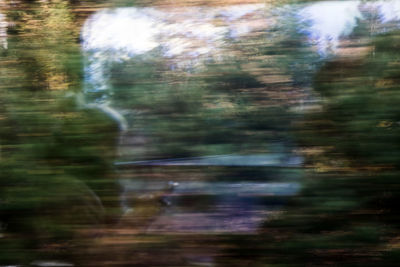 Blurred motion of trees in forest