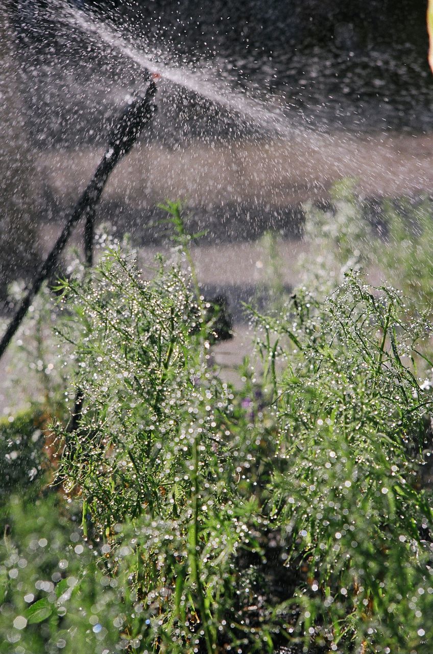 growth, plant, nature, high angle view, water, sunlight, freshness, beauty in nature, wet, grass, field, day, flower, outdoors, leaf, tranquility, weather, rain, season, fragility