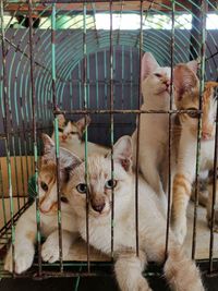 Kittens inside a cage