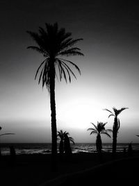 Silhouette of palm trees on beach