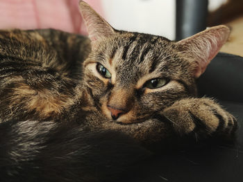 Close-up portrait of a cat at home