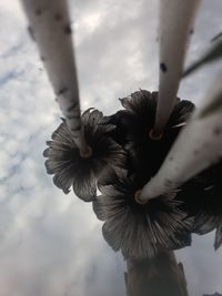 Close-up of birds flying against sky