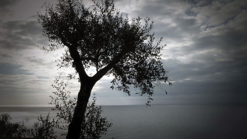 Silhouette tree by sea against sky