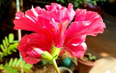 Close-up of red hibiscus blooming outdoors