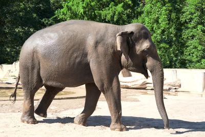 Side view of elephant in zoo