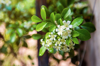 White flower of orange jessamine with green leaves bush at garden in front yard.