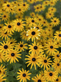 High angle view of yellow flowering plants