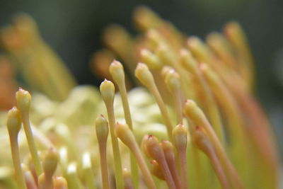 Close-up of flowering plant against blurred background