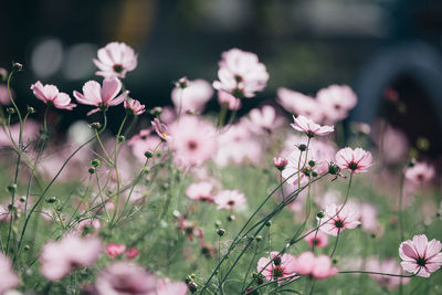 Close-up of pink flowering plants on field