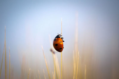 ladybug