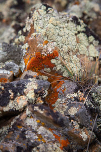 Close-up of mushroom growing on rock