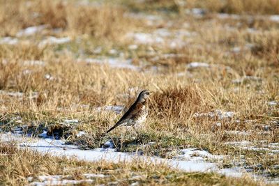 Bird in a field