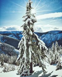 Snow covered trees against mountains and sky during sunny day