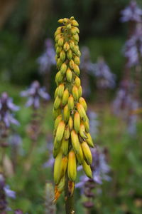 Close-up of yellow flower