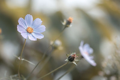 Close-up of bee on flower