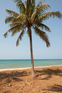 Palm tree by sea against sky