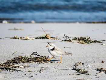 Piping plover