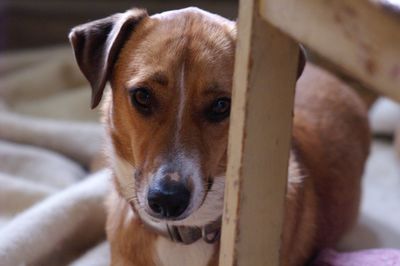 Close-up portrait of dog