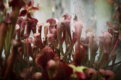 Close-up of pink flowering plants