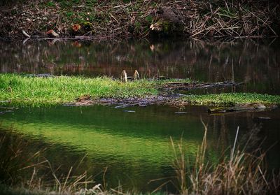 Scenic view of lake in forest