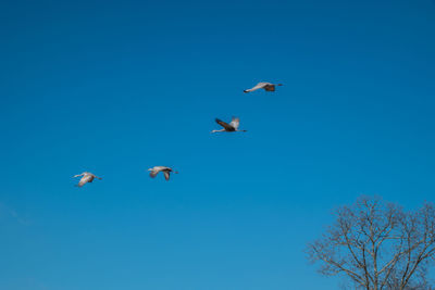 Low angle view of birds flying in sky