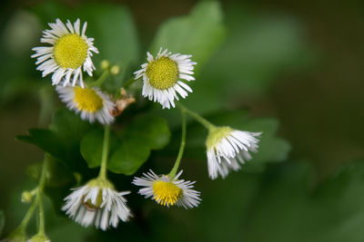 Close-up of white flowering plant