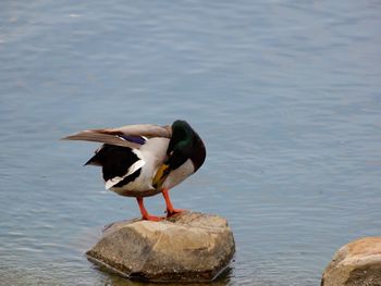 Bird perching on rock by lake