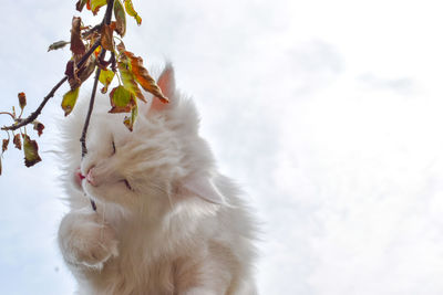 Cat playing with branch