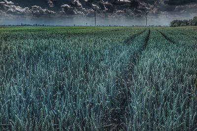 Scenic view of field against sky