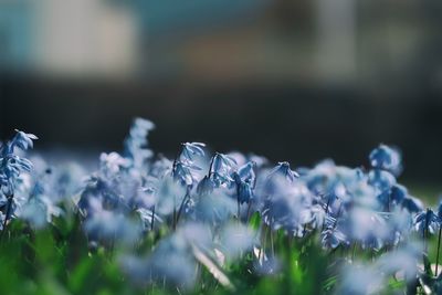 Close-up of plants against blurred background