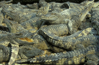 High angle view of crocodile in sea