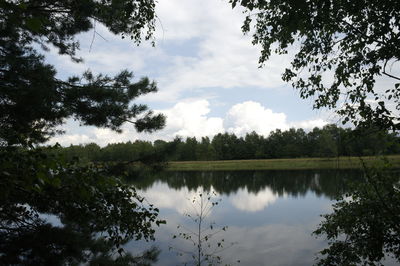 Reflection of trees in lake