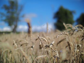 Close-up of plants growing on field