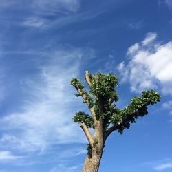 Low angle view of tree against cloudy sky