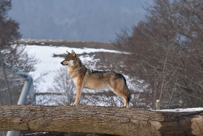 Wolf standing on fallen tree during winter