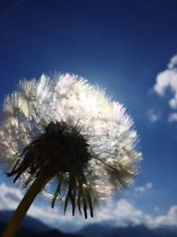 Close-up of flower against sky