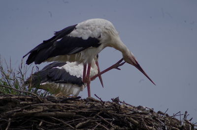 Low angle view of bird perching against sky