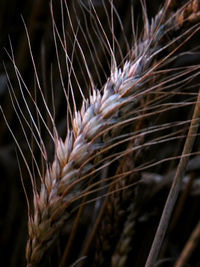 Close-up of wheat plant
