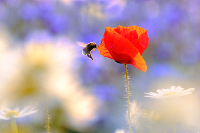 Close-up of insect on red poppy