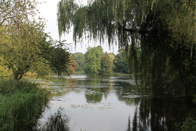 Scenic view of lake in forest