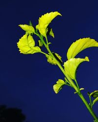 Close-up of yellow flower against black background